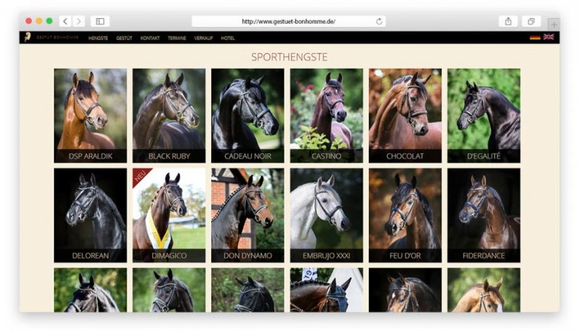 Die Sporthengste in der Übersicht