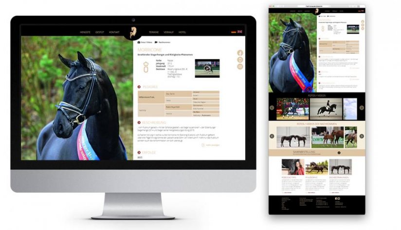 Die Darstellung der Deckhengste – mit allen interessanten Informationen, einschließlich einer Galerie der Nachkommen